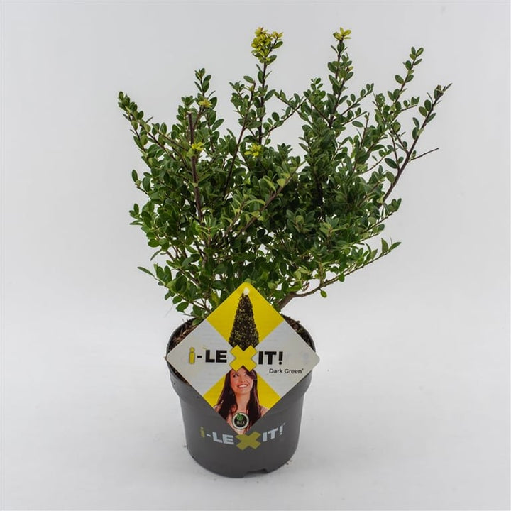 Ilex crenata Dark Green  2 Ltr pot