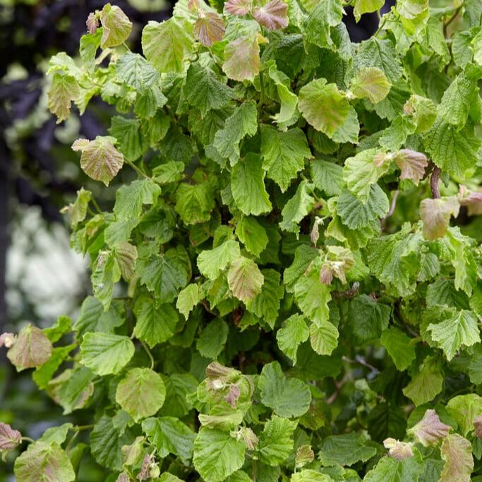 Corylus avellana Twister  50-60 CM C7.5