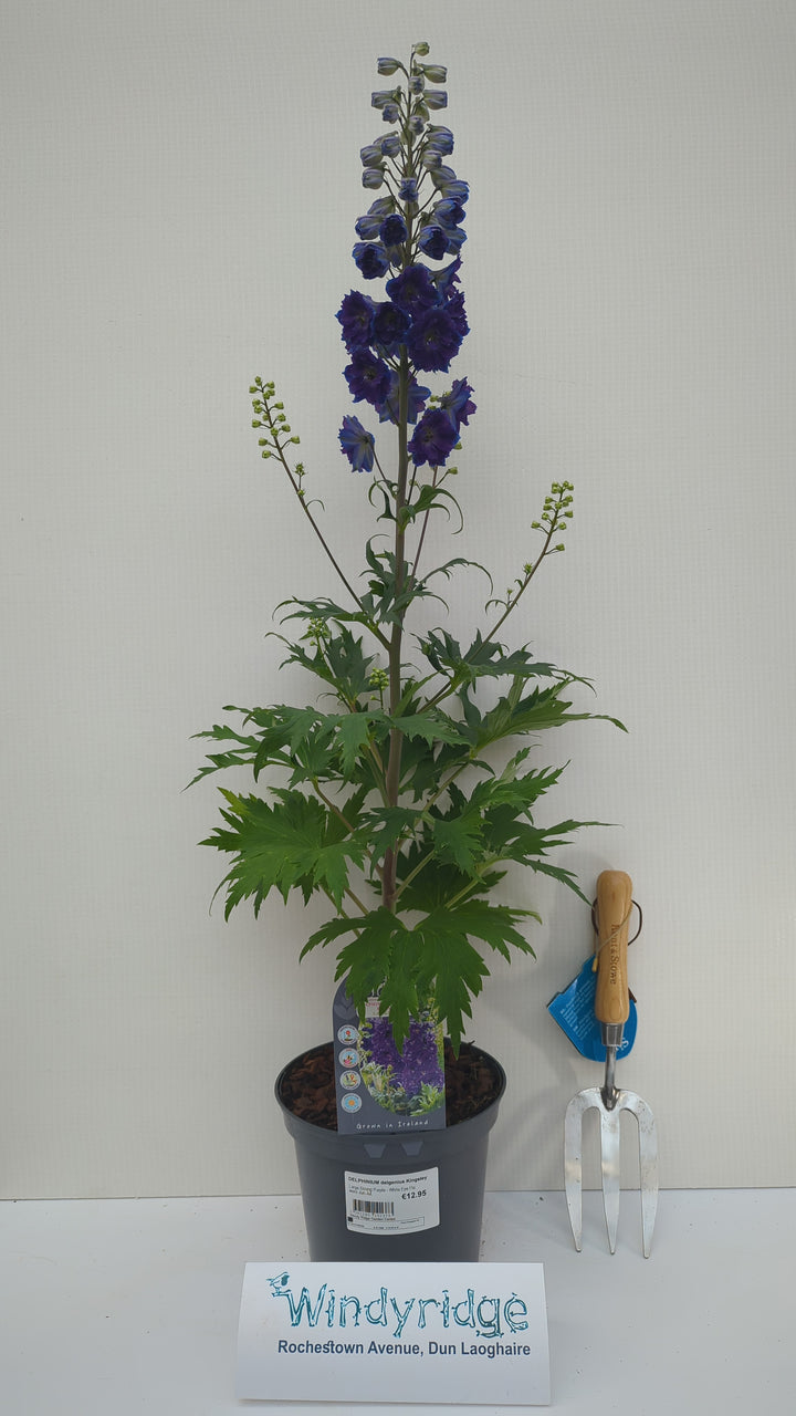 DELPHINIUM delgenius Kingsley