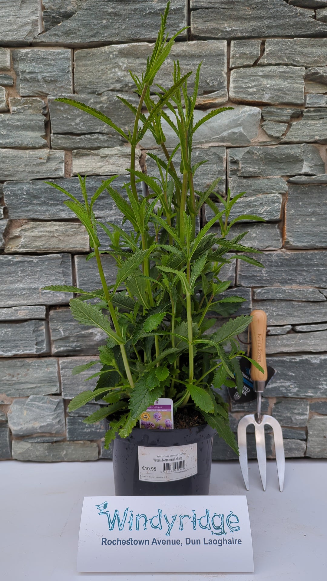 Verbena bonariensis Lollipop