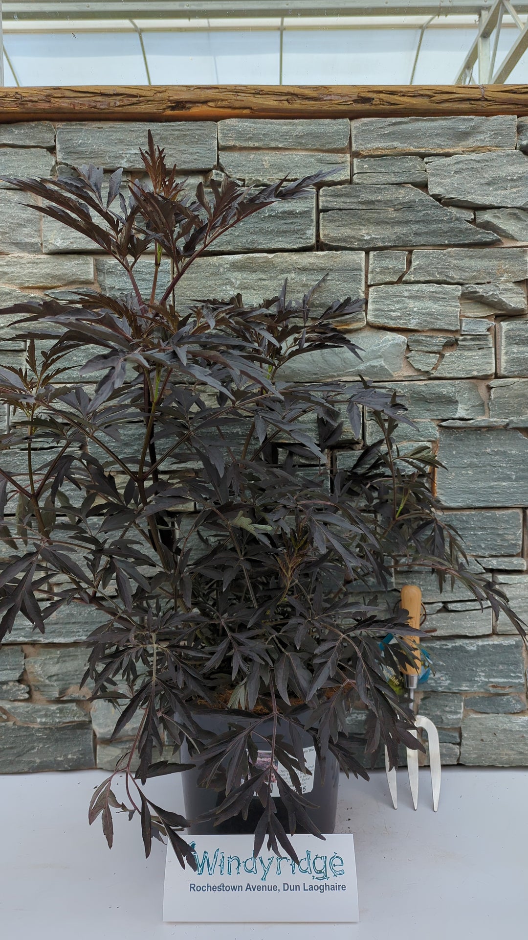 SAMBUCUS nigra Black Lace