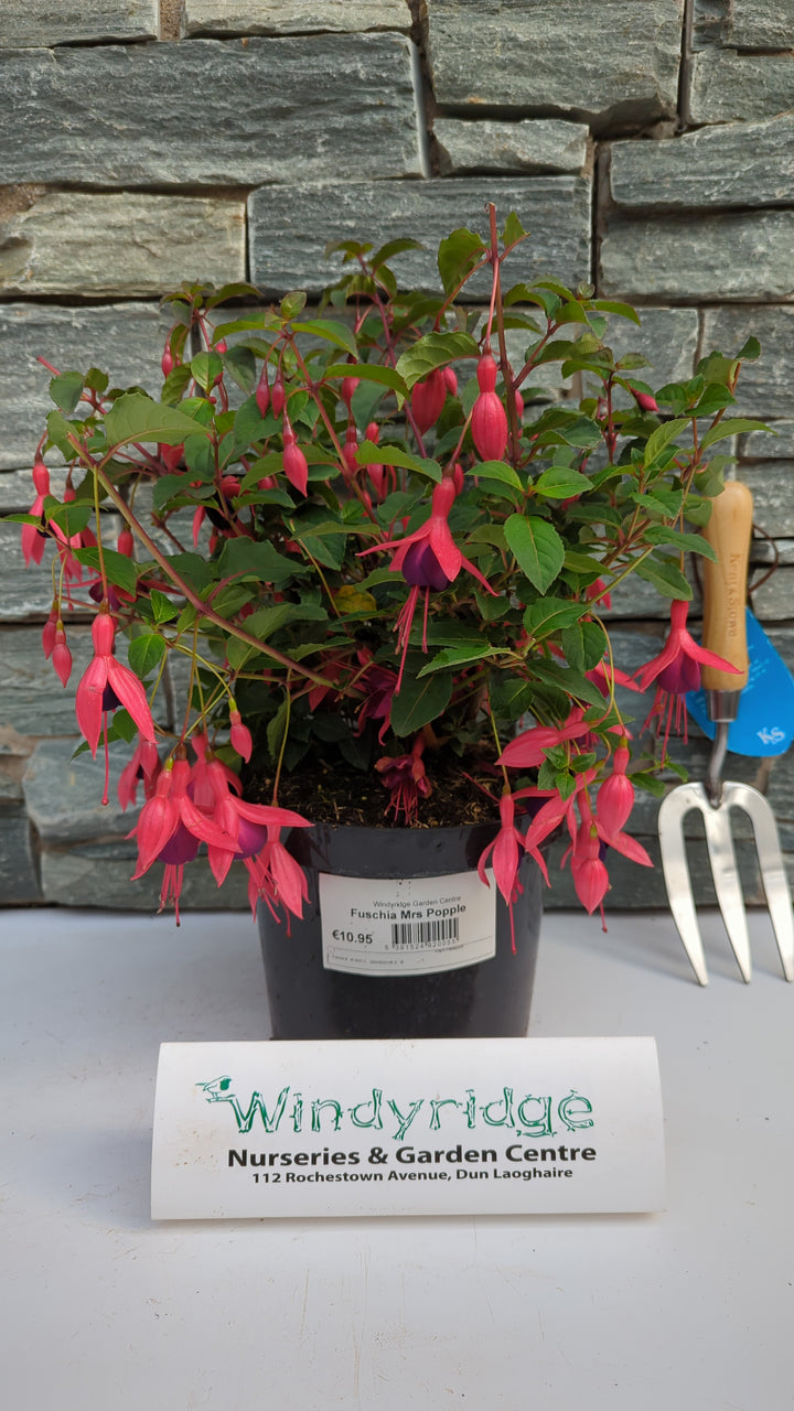 Fuchsia Mrs Popple