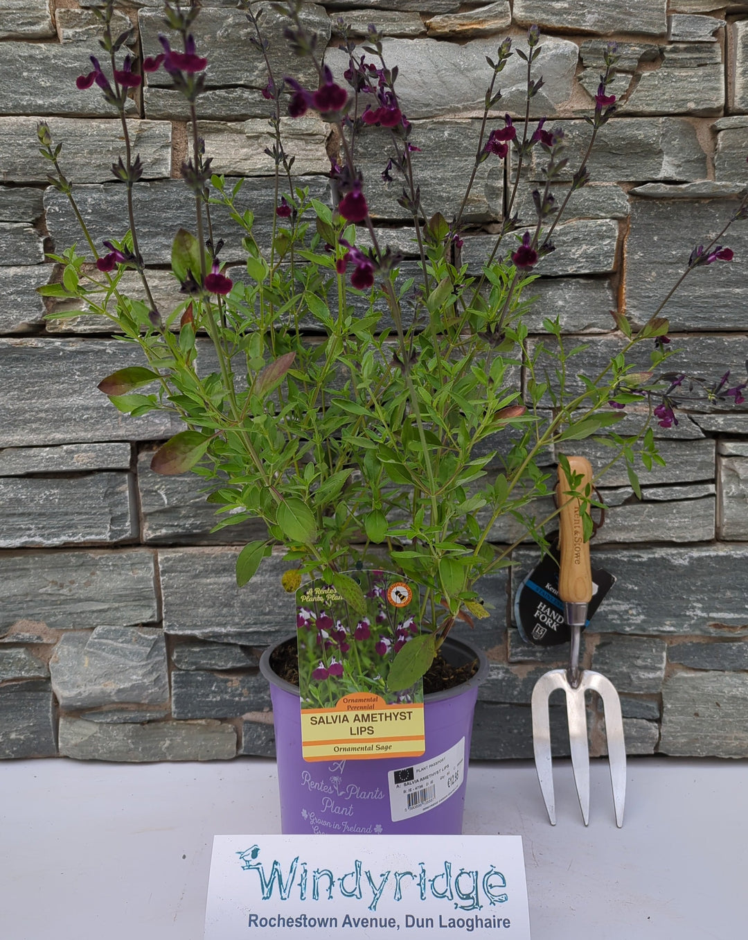 SALVIA AMETHYST LIPS