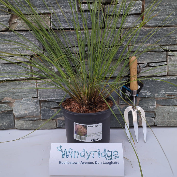 STIPA gigantea