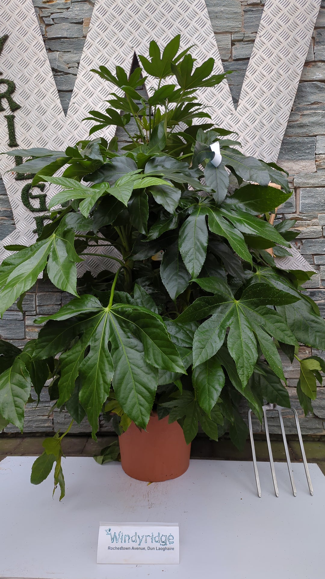 FATSIA   japonica