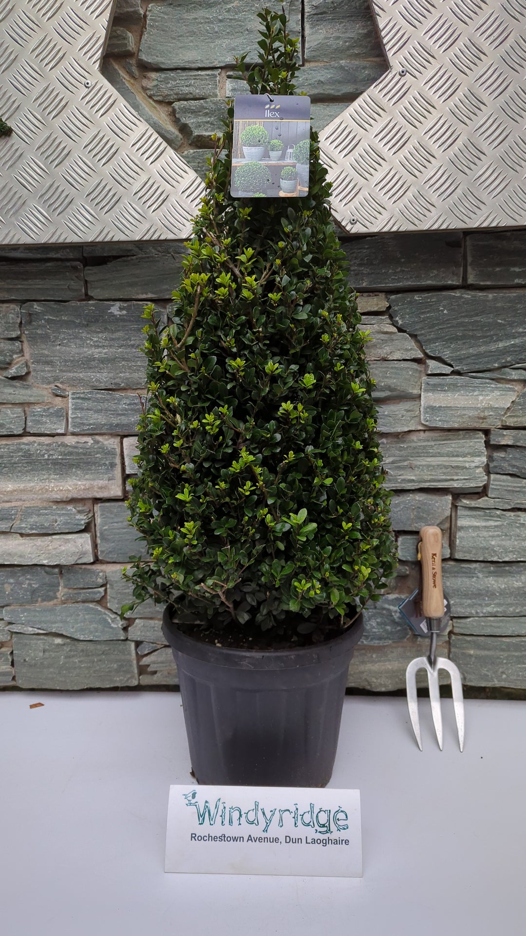 Ilex crenata Caroline Upright  60-70 CM PYR D10