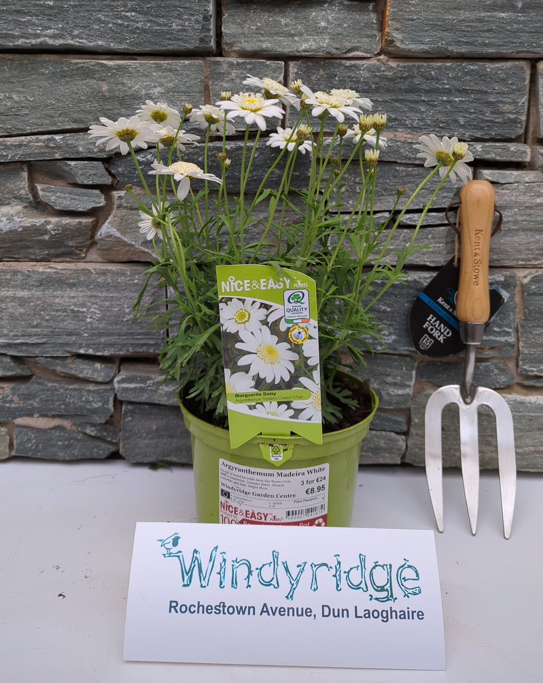 Argyranthemum Madeira White