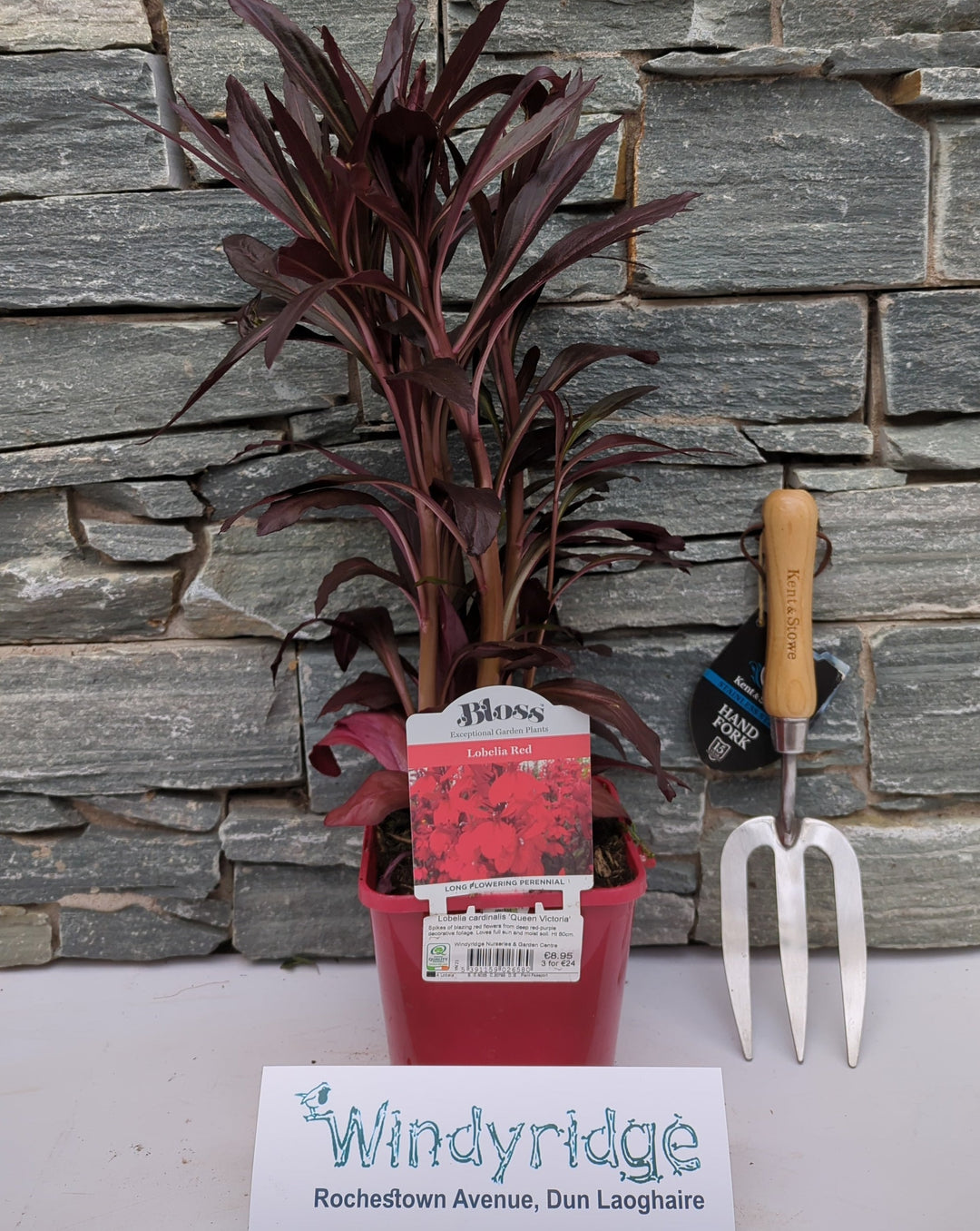 Lobelia cardinalis Queen Victoria