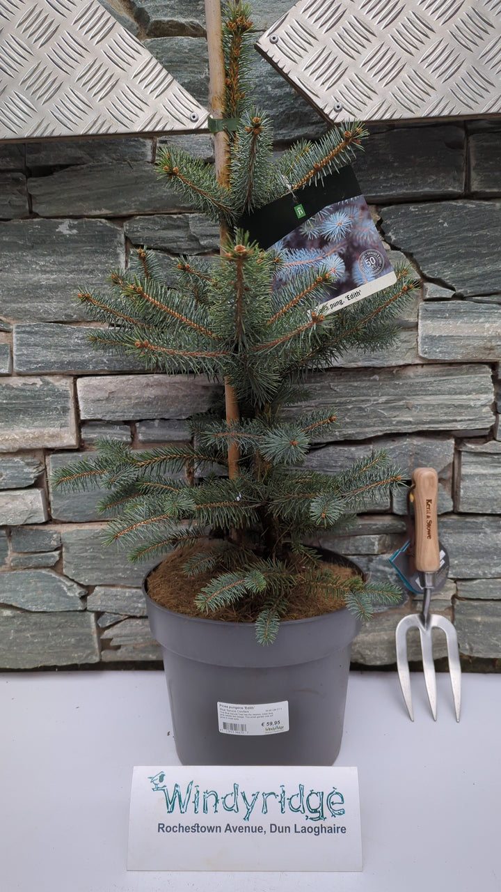 Picea pungens Edith  50-60 CM C7.5