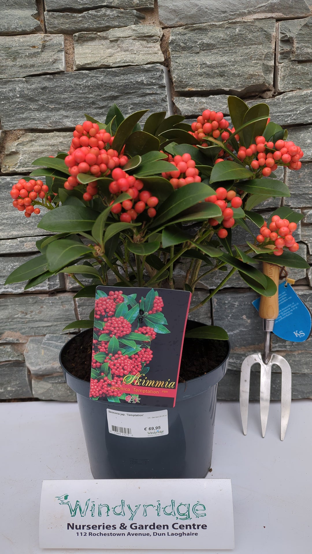 Skimmia jap. Temptation  C5  berried 20-25 cl.