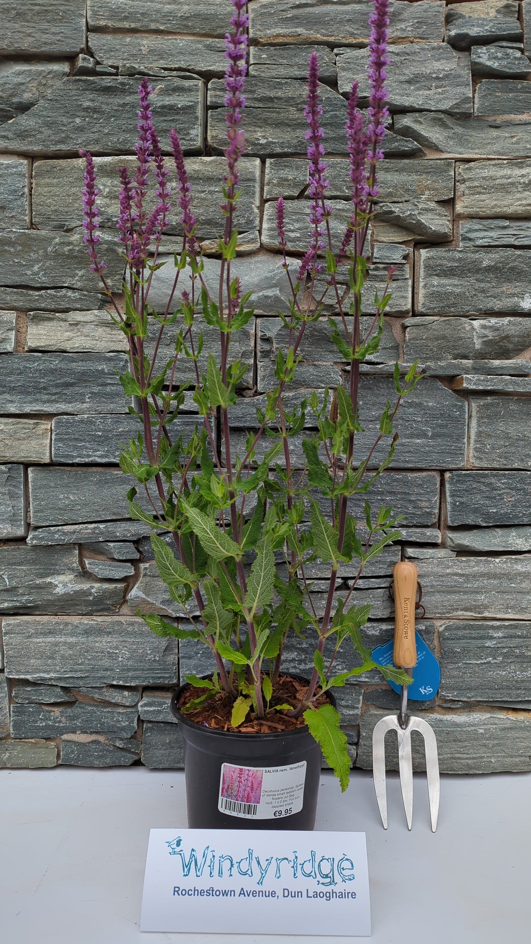 SALVIA nem. Amethyst