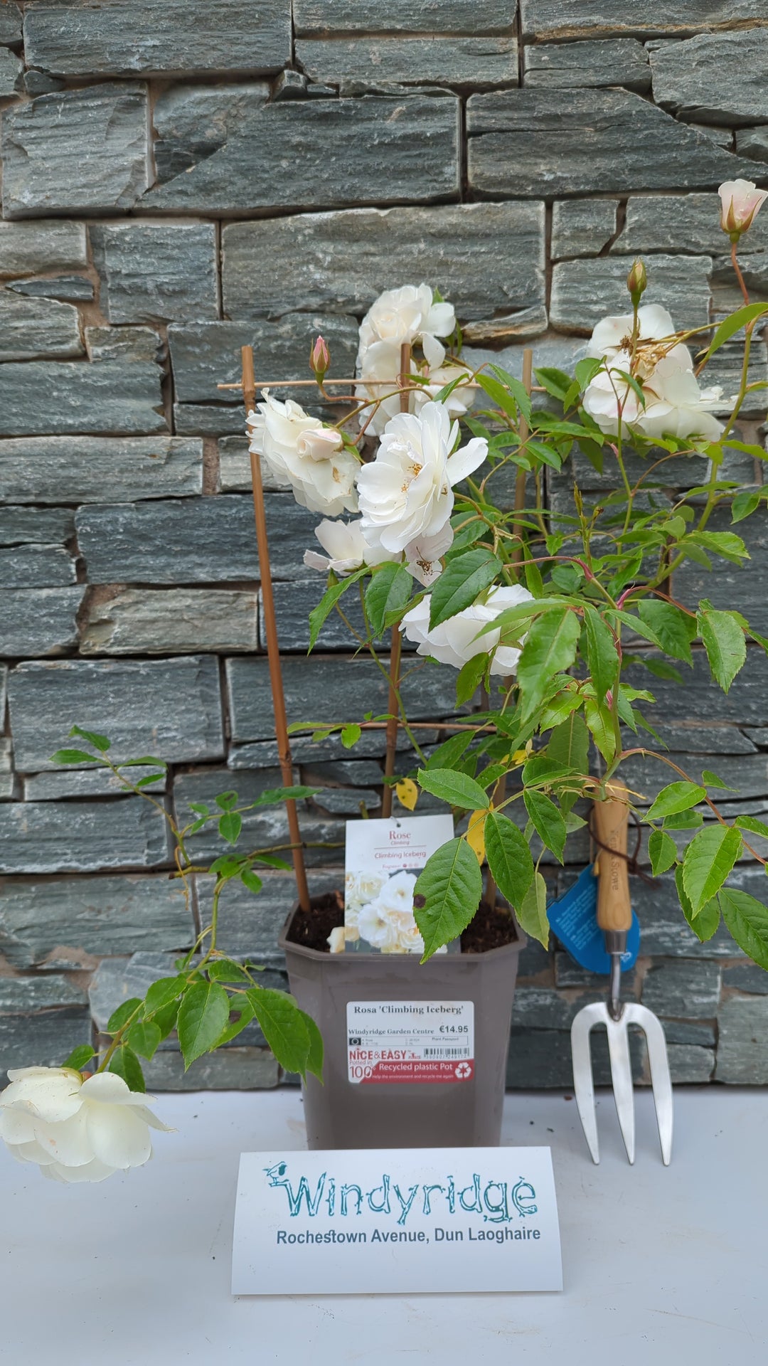 Rosa Climbing Iceberg