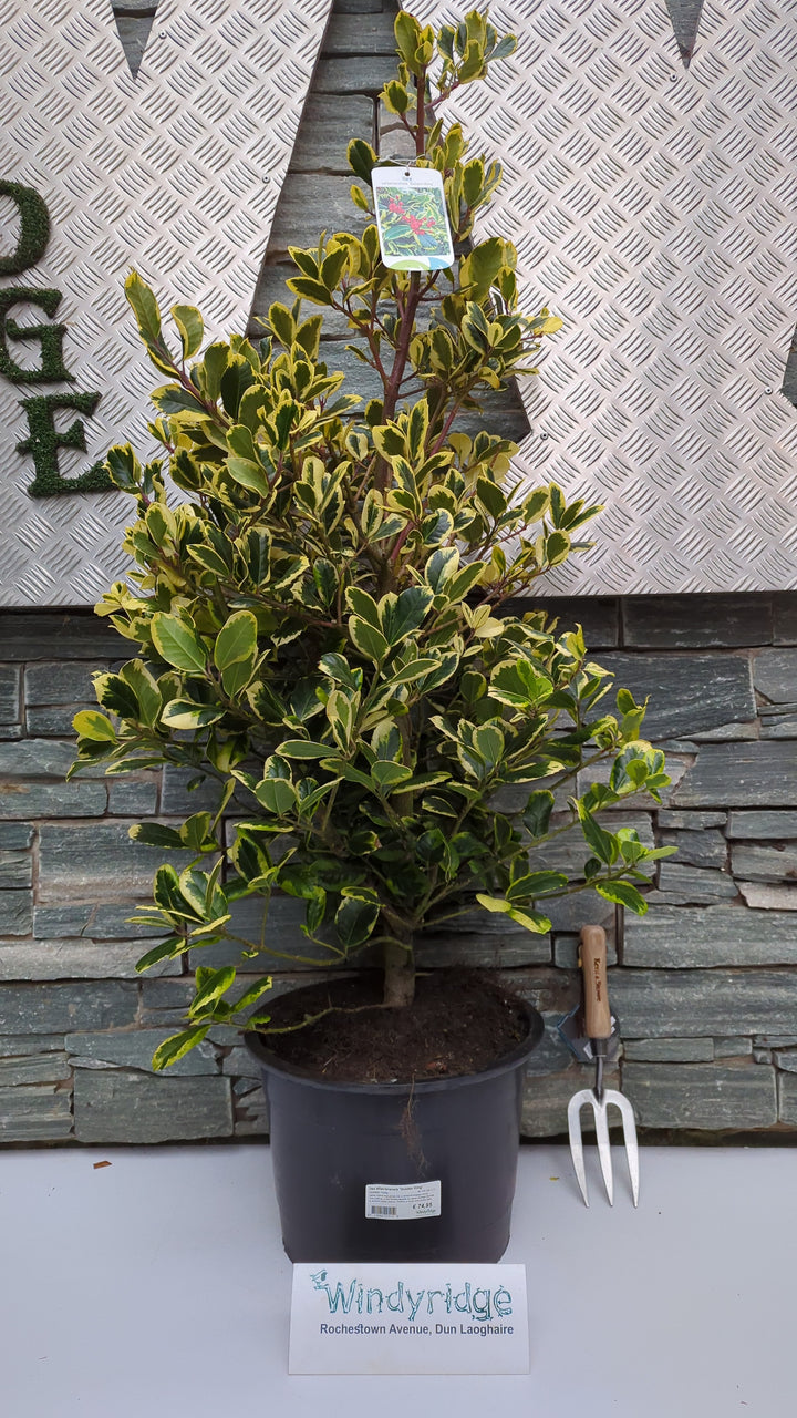 Ilex altaclerensis Golden King  80-100 CM C12