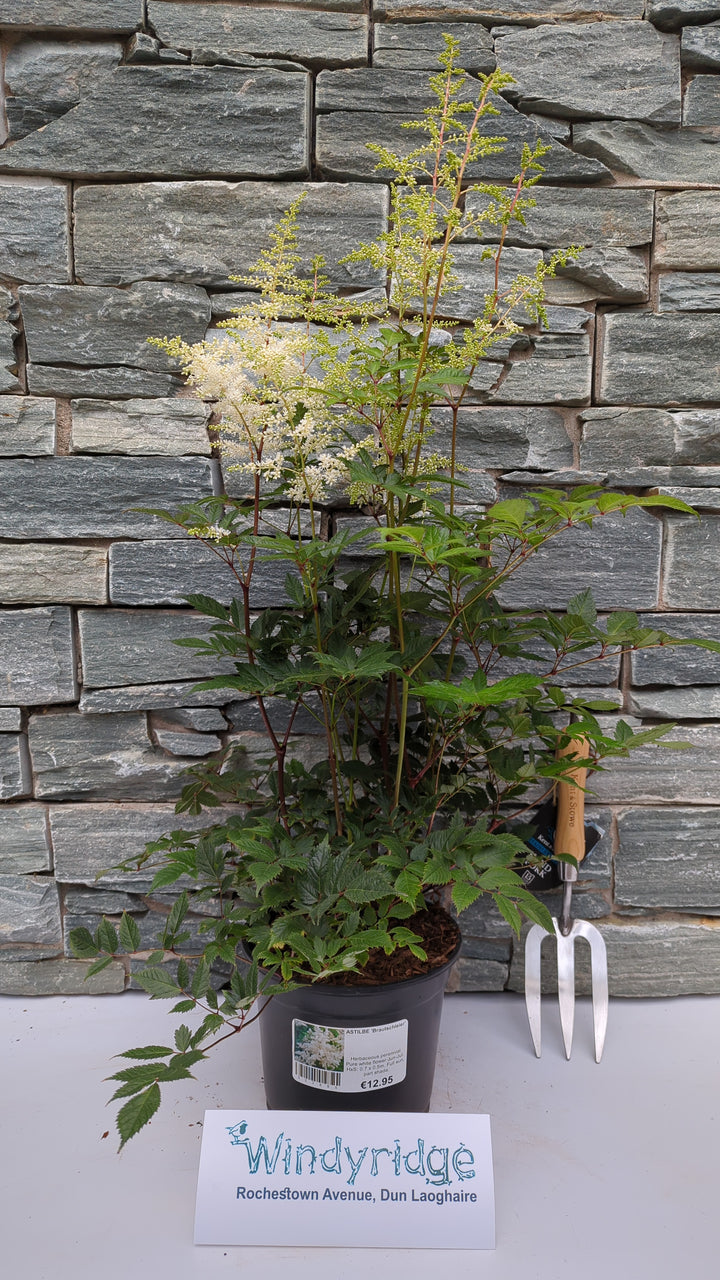 ASTILBE Brautschleier