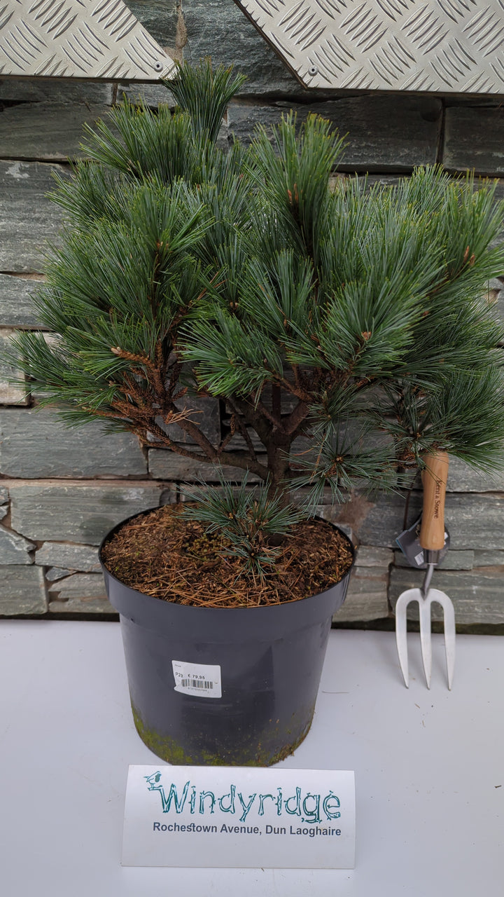 Pinus strobus Secrest