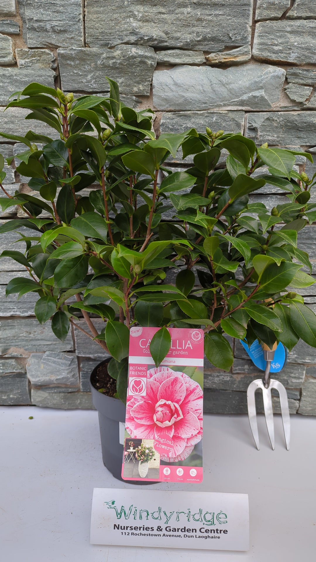 Camellia Jap Bonomiana