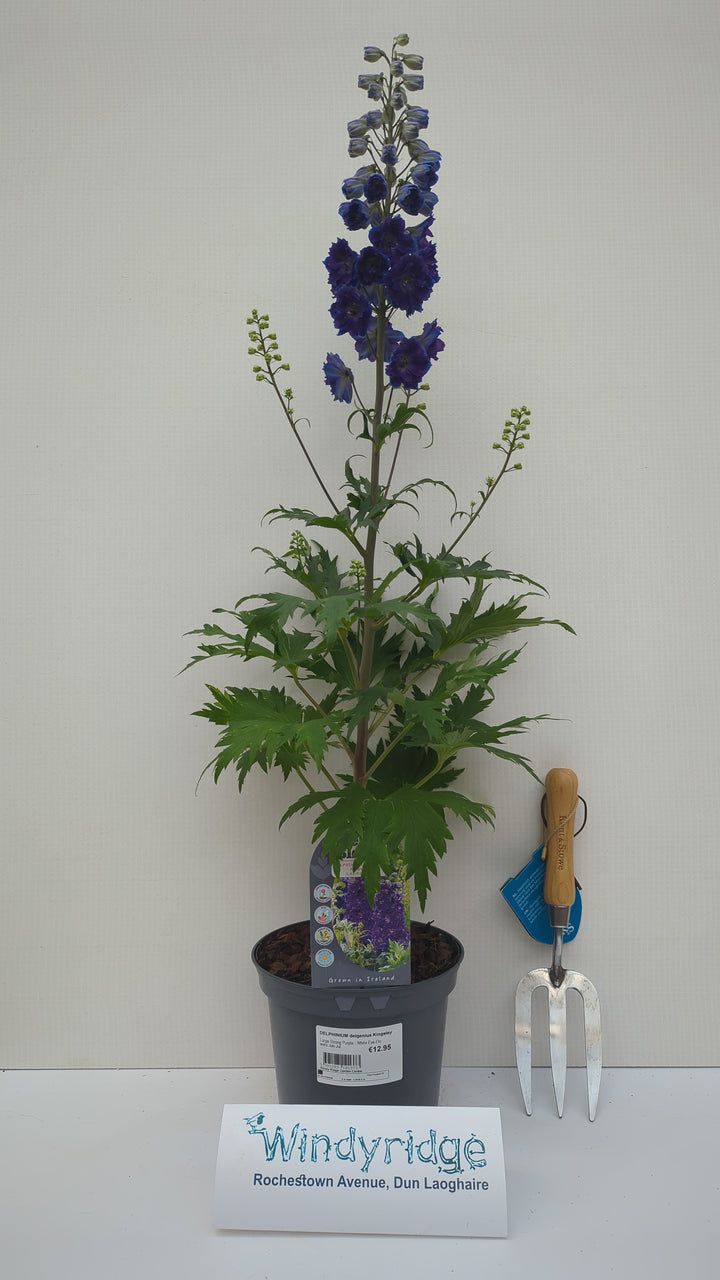 DELPHINIUM delgenius Kingsley