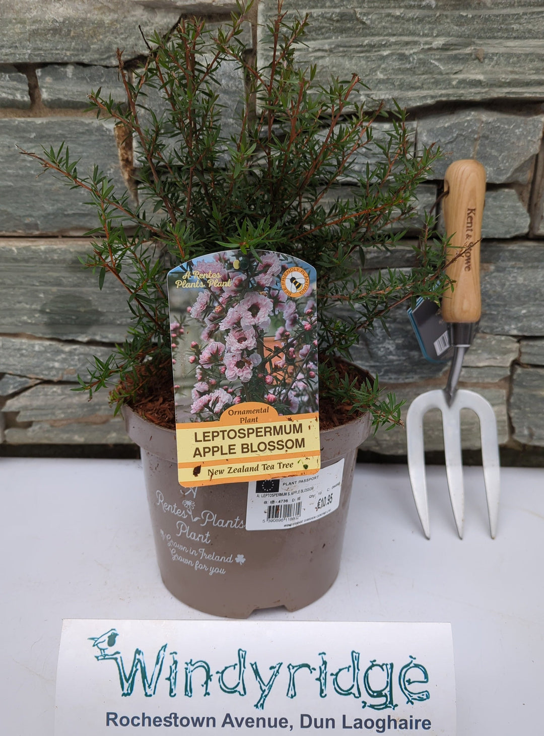 LEPTOSPERMUM S. APPLE BLOSSOM