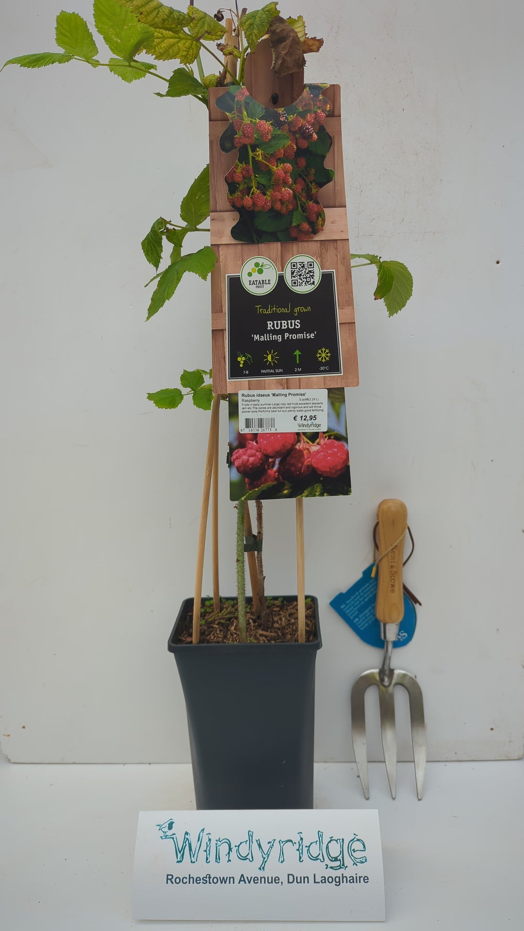 Rubus idaeus Malling Promise  S-pot(2,25 L)