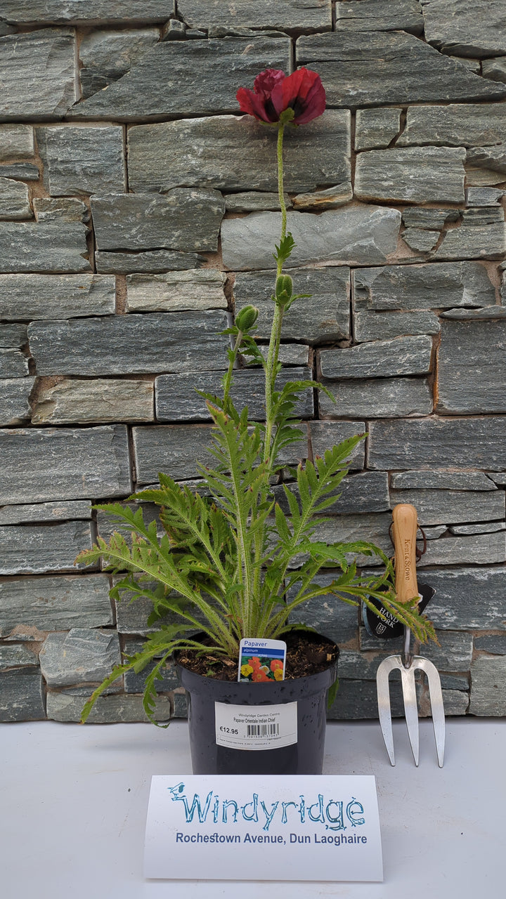 Papaver Orientale Indian Chief