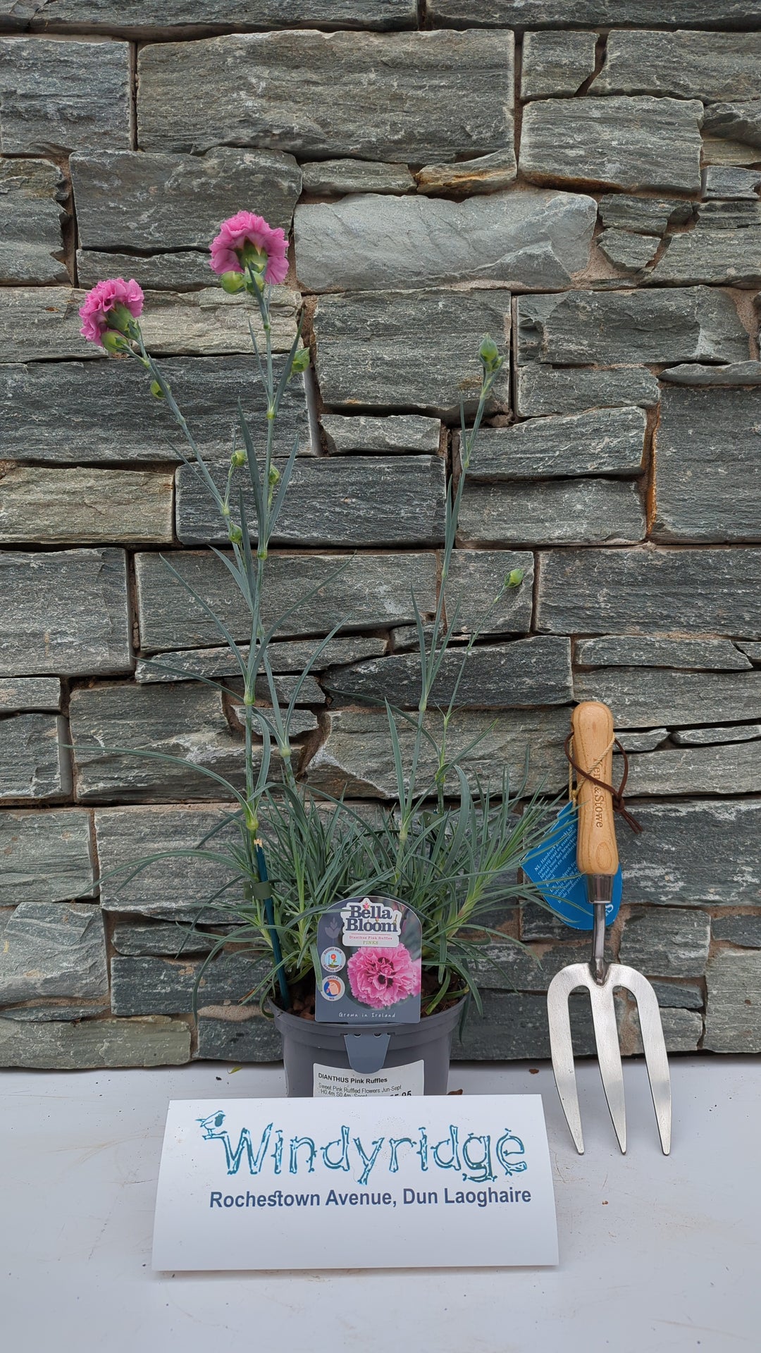 DIANTHUS Pink Ruffles