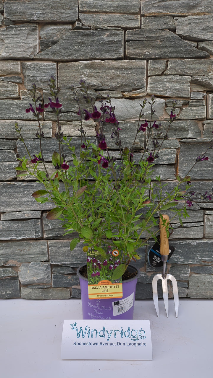 SALVIA AMETHYST LIPS