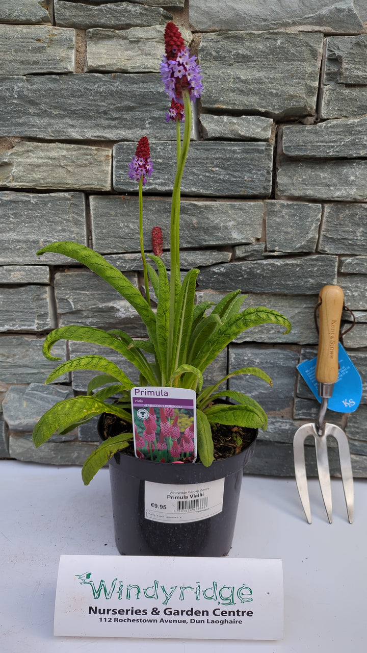 Primula Viallii