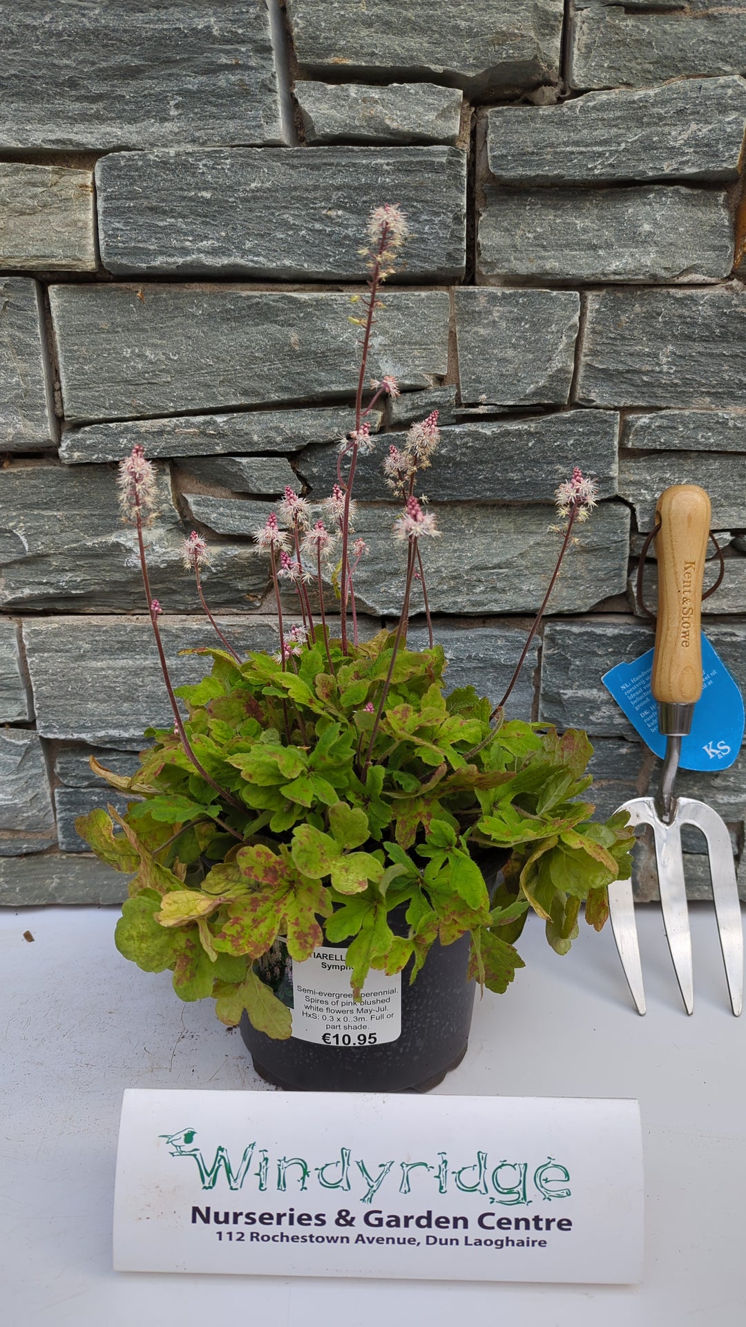 TIARELLA Spring Symphony