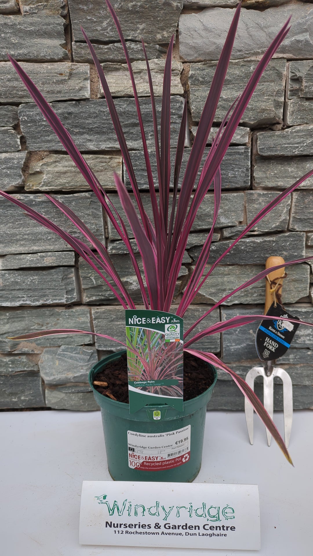 Cordyline australis Pink Passion