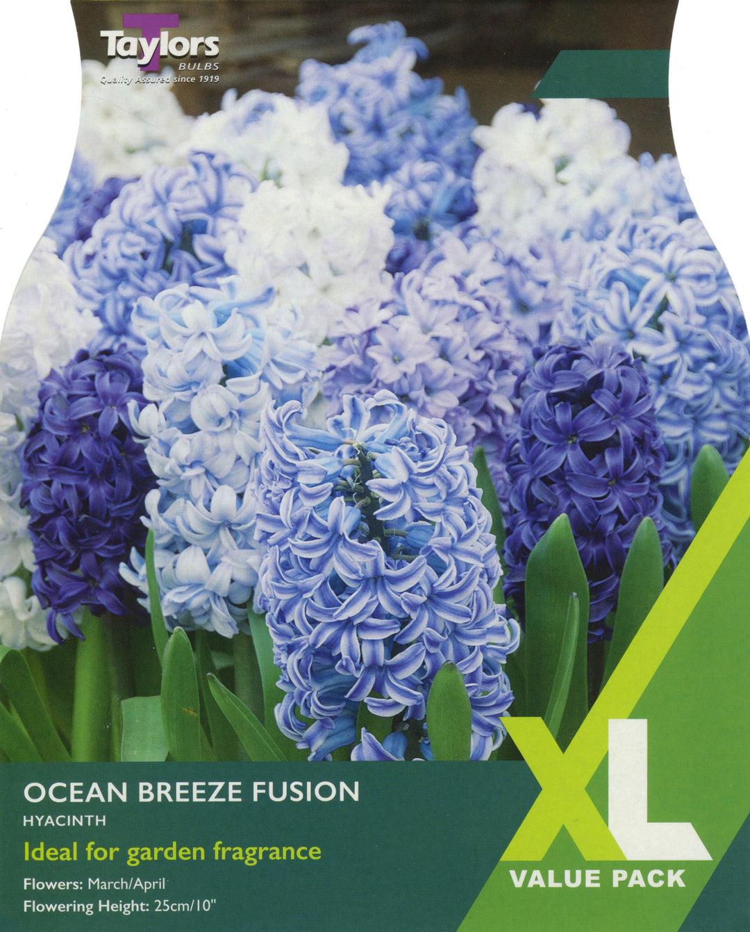 HYACINTH OCEAN BREEZE FUSION x 9