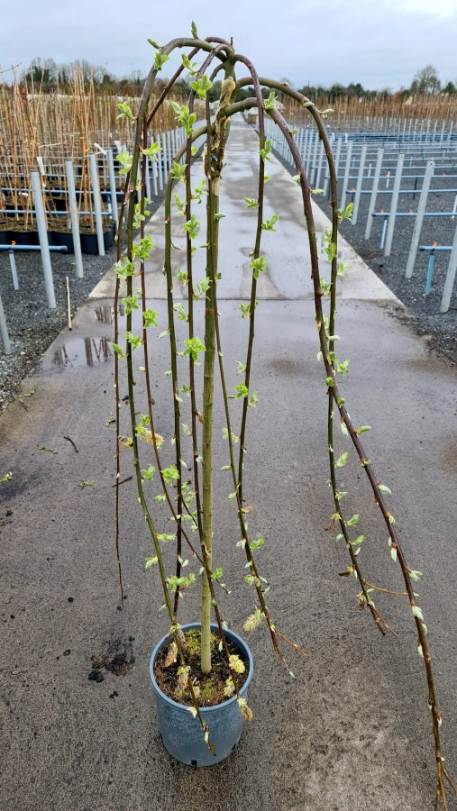 SALIX CAPREA PENDULA