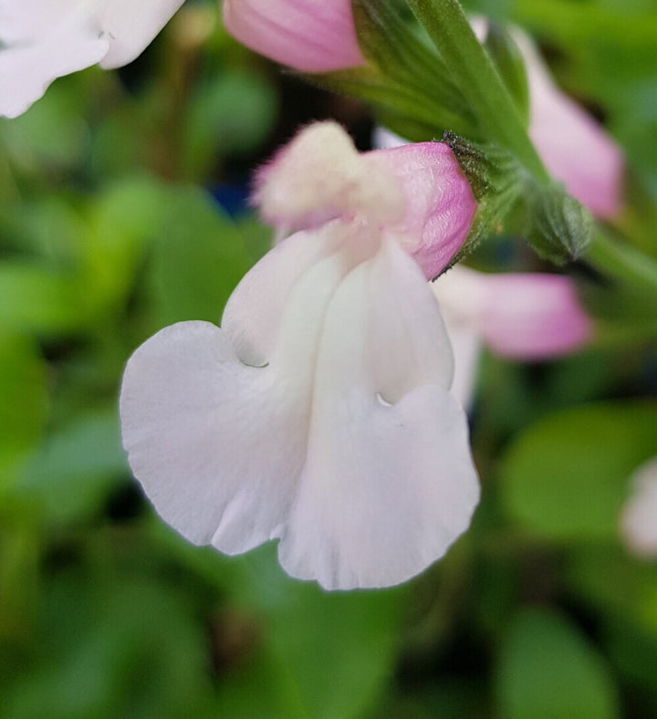 Salvia m. Delice Fiona