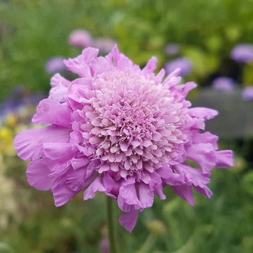 SCABIOSA cauc. Pink Mist