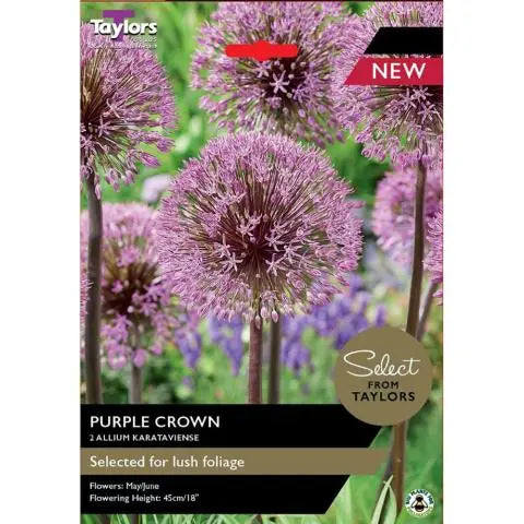 ALLIUM KARATAVIENSE PURPLE CROWN x 2