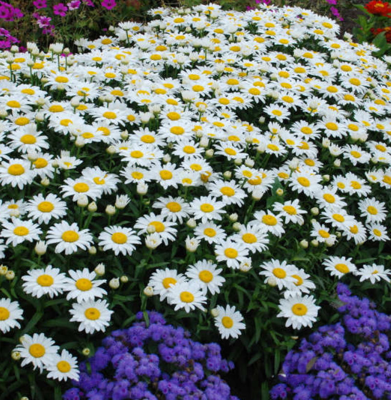 Leucanthemum Madonna