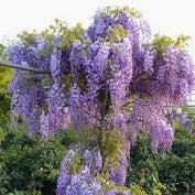 Wisteria sinensis Prolific  (180 cm cane)