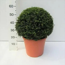 Taxus Baccata 35-40cm Ball C10