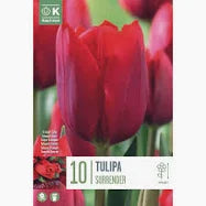 TULIP SURRENDER X 10