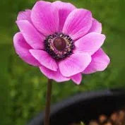 Anemone coronaria Sylphide  20-pack