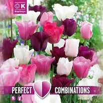 COMBI TULIP PINK PURPLE WHITE x15