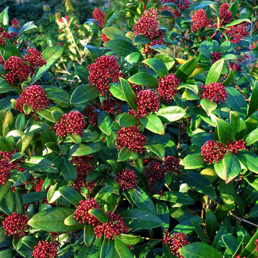 Skimmia jap. Rubella  C1.5  10-15 flwr.