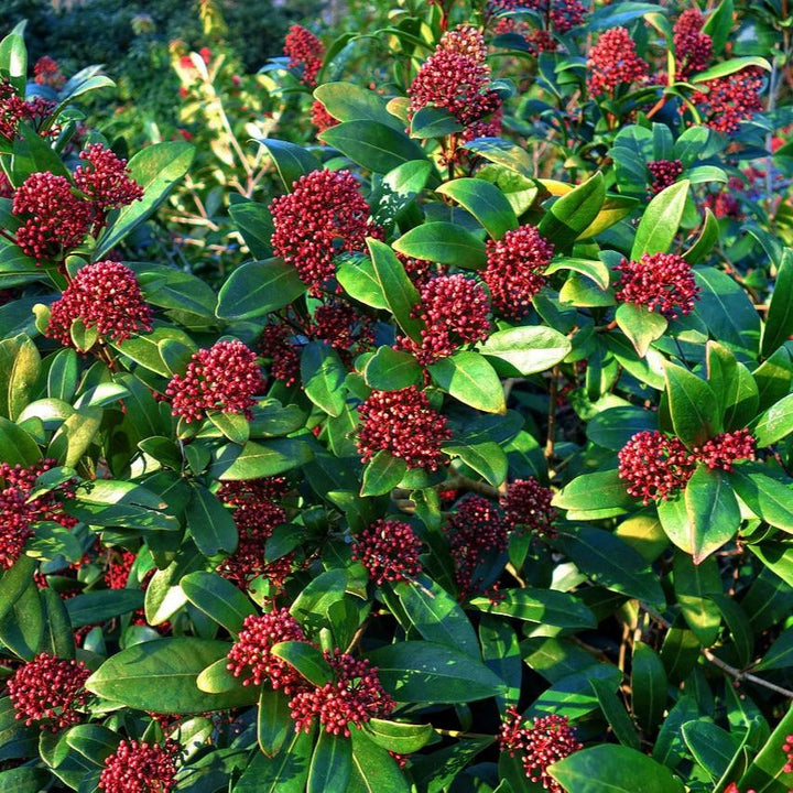 Skimmia jap. Rubella  C1.5  10-15 flwr.