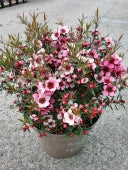 LEPTOSPERMUM S. KIWI