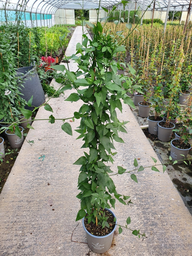 SOLANUM-JAS.-BLEU-Potted