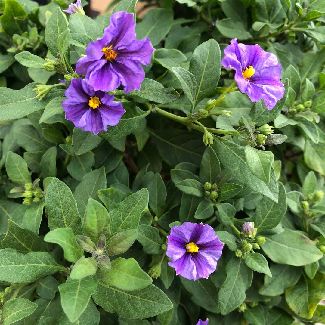 Solanum Blue Fountain  P19, on a stem