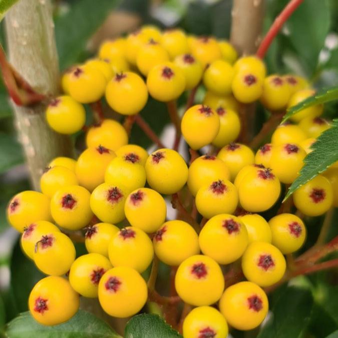 SORBUS AUTUMN SPIRE