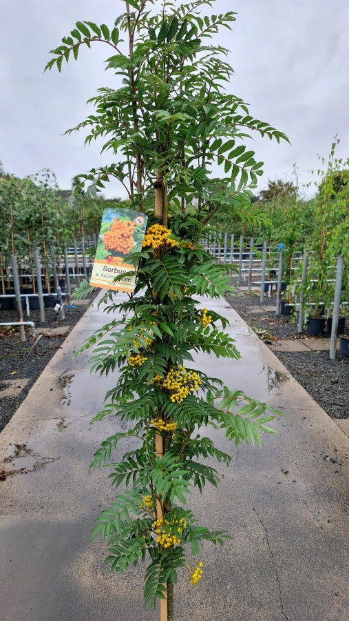 SORBUS AUTUMN SPIRE