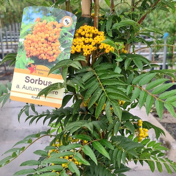 SORBUS AUTUMN SPIRE