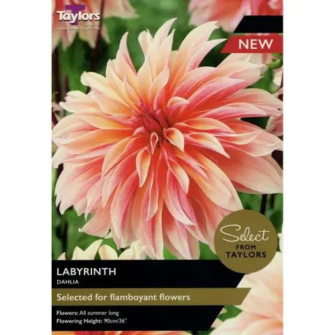 SE DAHLIA LABYRINTH 2