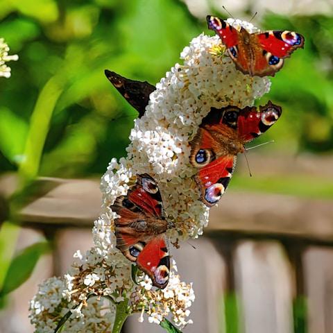 Buddleia White Bouquet